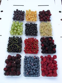 Sunny Creek Organic Berry Farm
